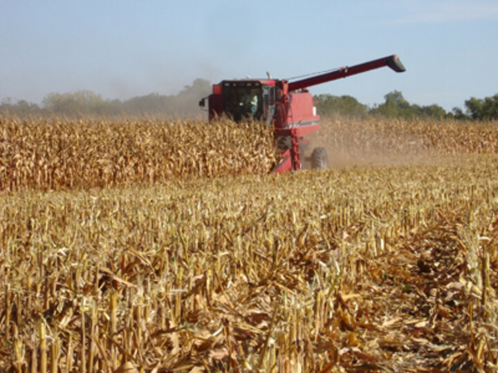 This picture shows a running combine in a row of corn.