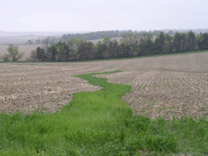 Photo of a harvested gully