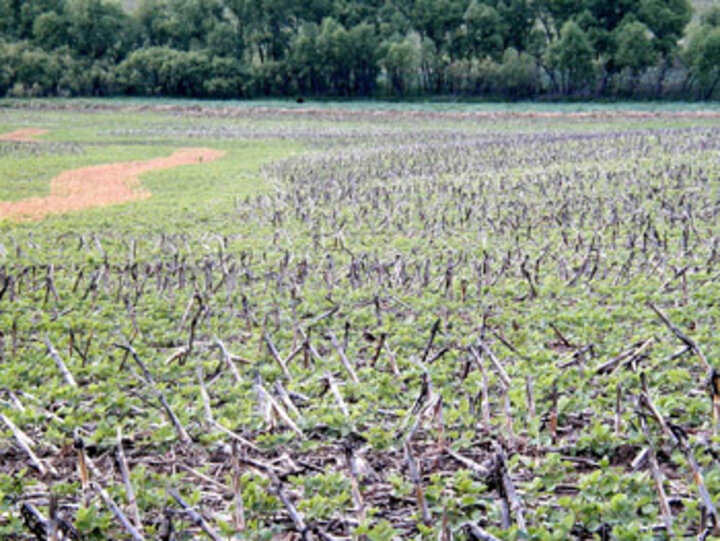 Photo of a cover crop