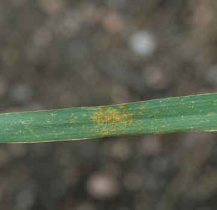 Photo of leaf rust
