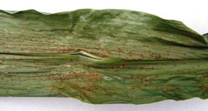 Eyespot on corn leaf