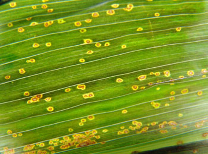Eyespot of corn