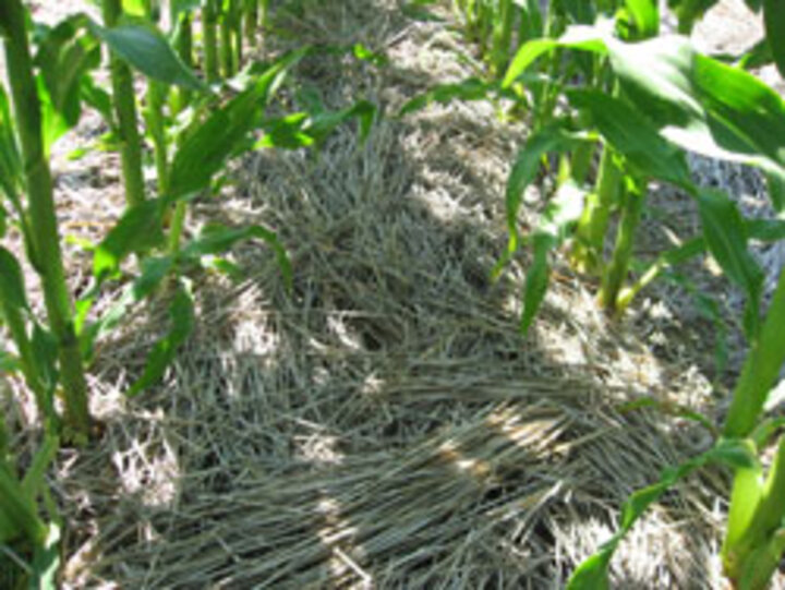 Photo of ecofallow