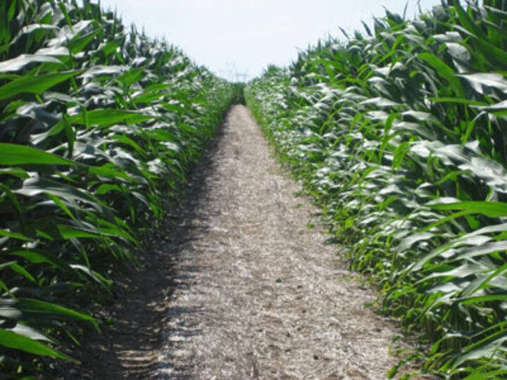Wheat Residue in Ecofallow Corn