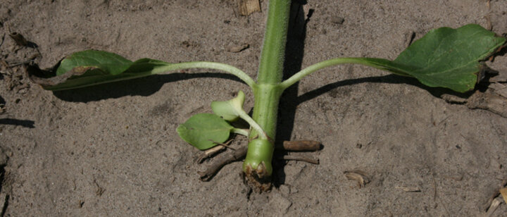 stem canker in sunflower