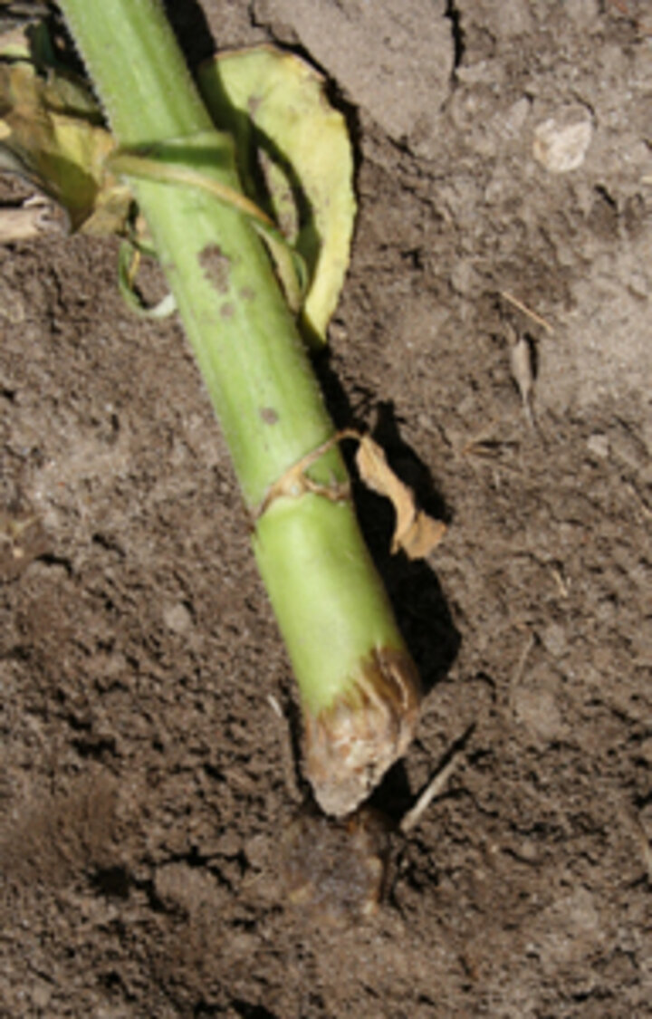 stem canker in sunflower