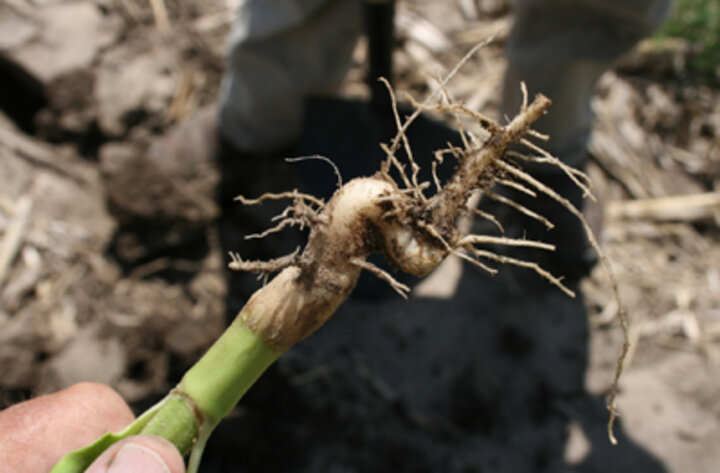 Sunflower stem canker
