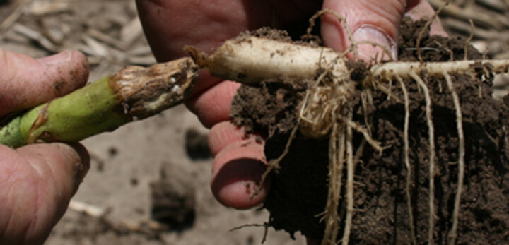stem canker