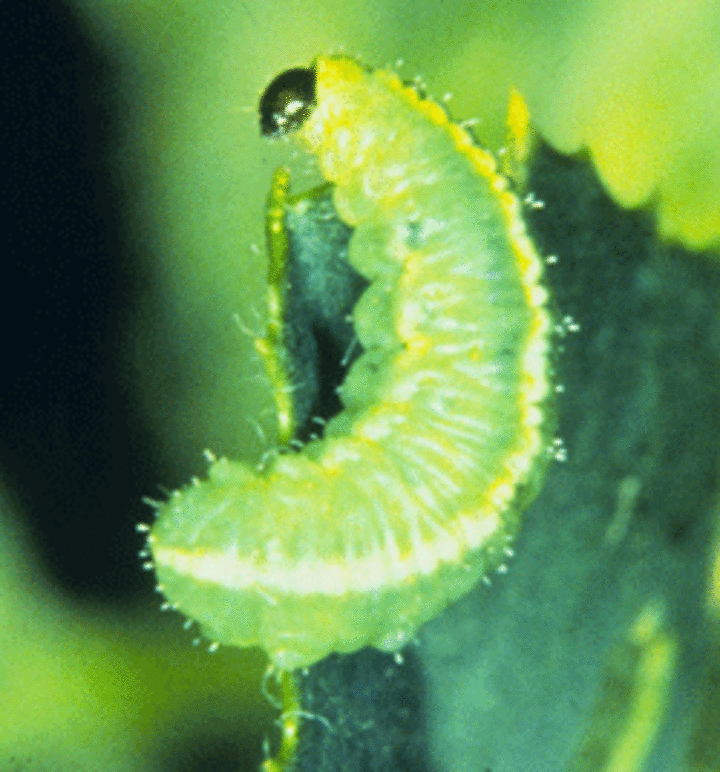 Close-up image of an alfalfa weevil