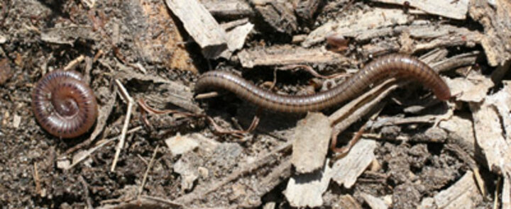 Photo of millepedes