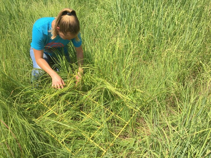 Sampling indiangrass