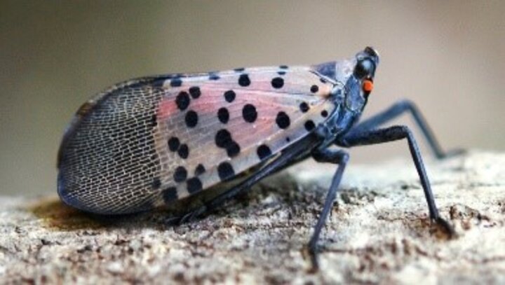 Adult spotted lanternfly