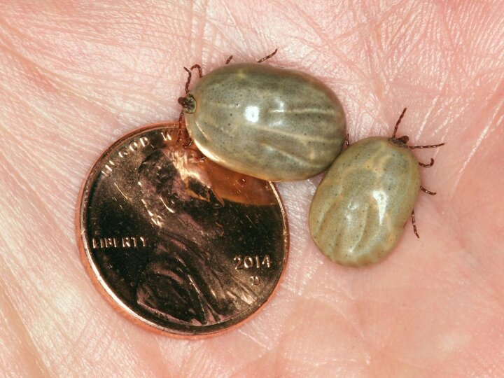 Engorged American dog ticks compared to the size of a penny