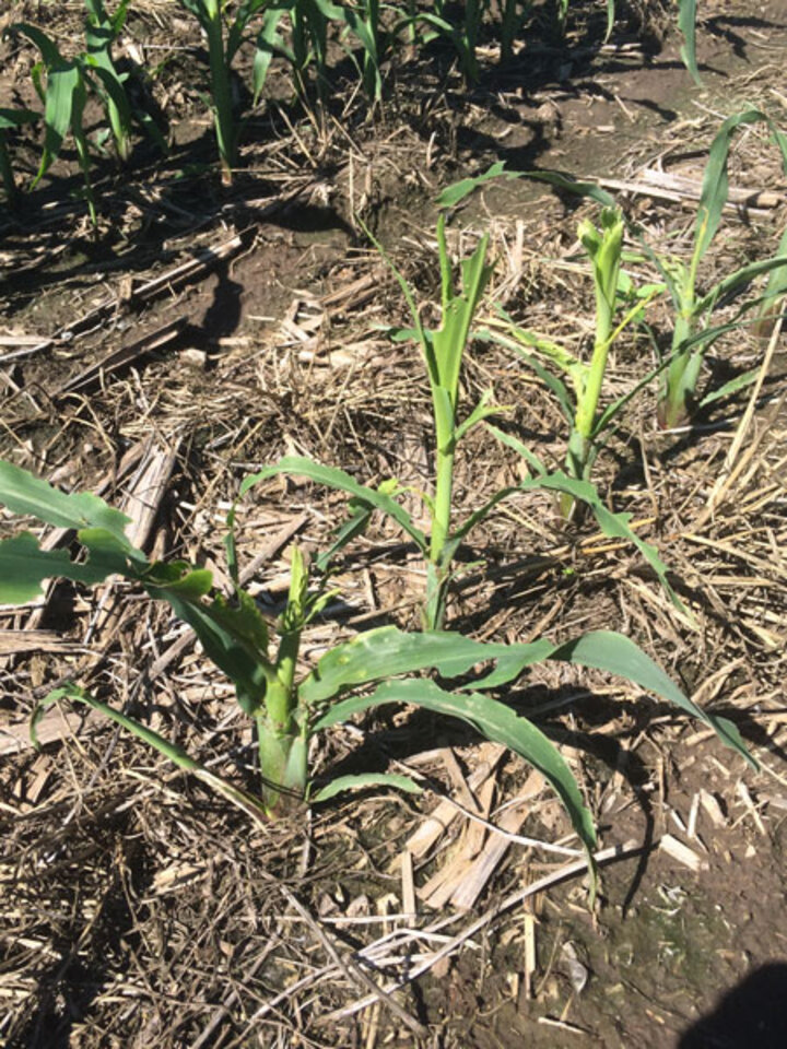Damaged corn plants