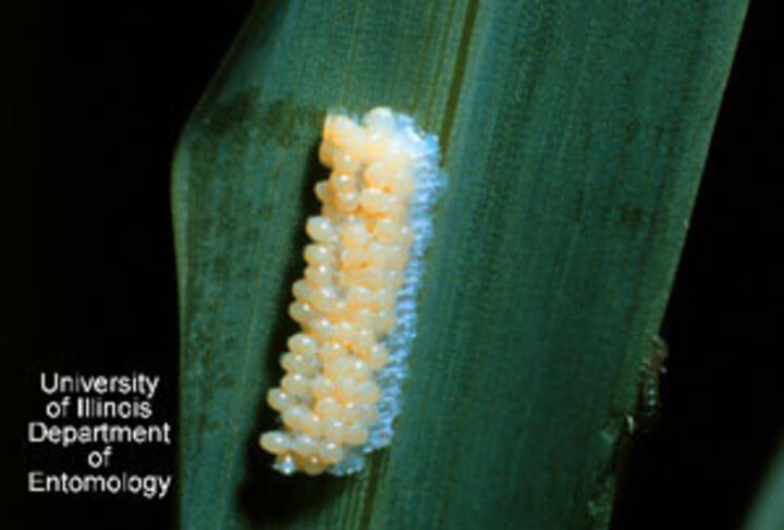 Armyworm moth