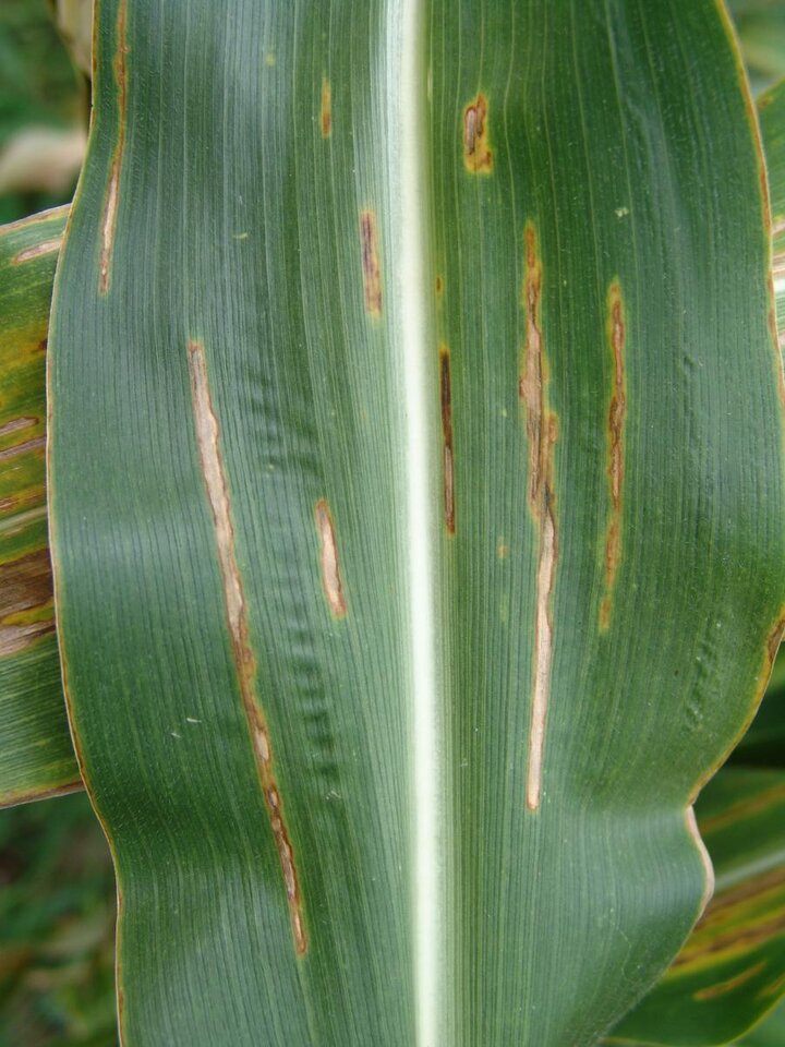 Bacterial leaf streak in corn