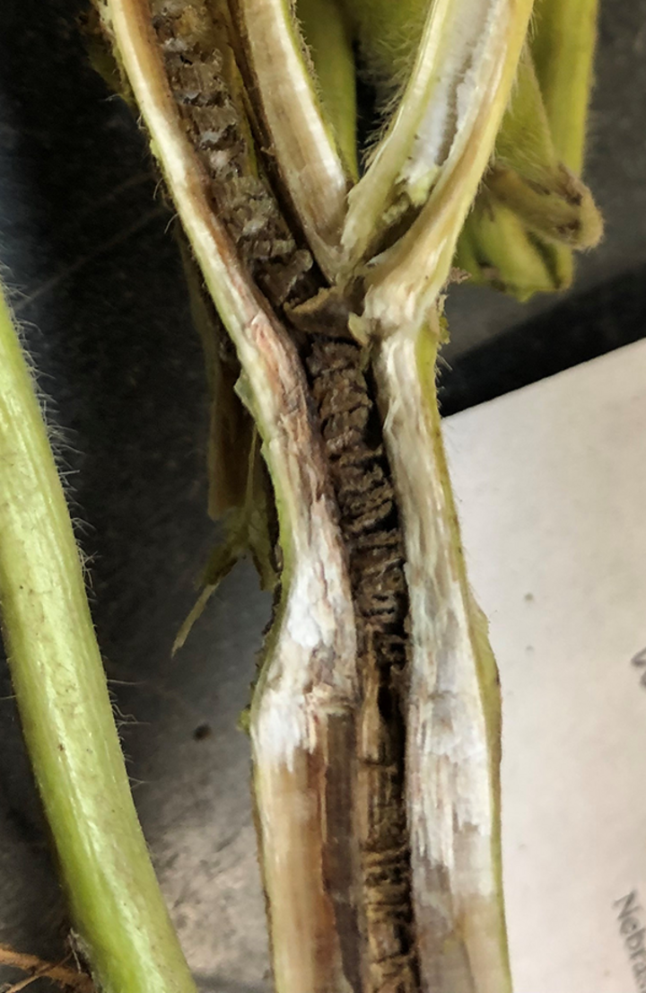 Soybean stem showing discoloration caused by brown stem rot