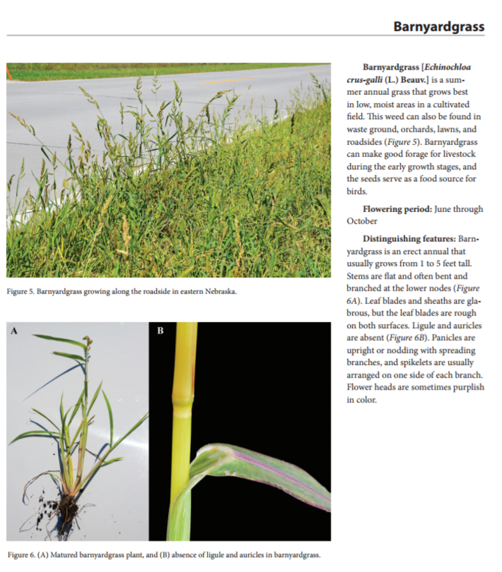 Barnyardgrass page of EC3020