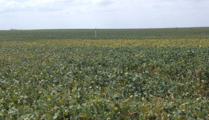 Photo of field of maturing soybeans