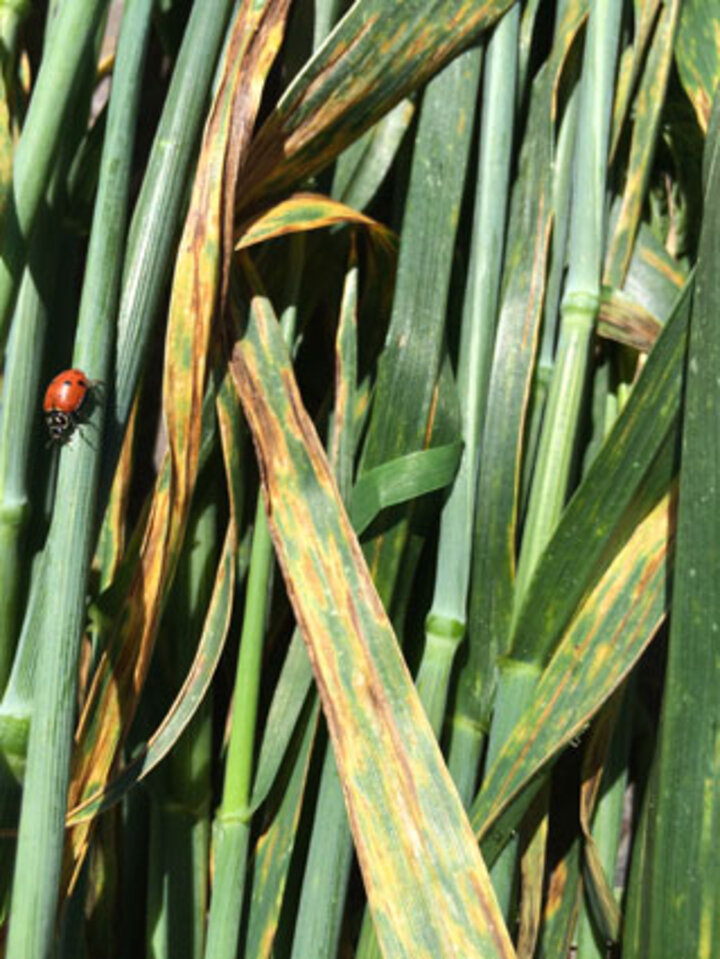 black chaff in wheat