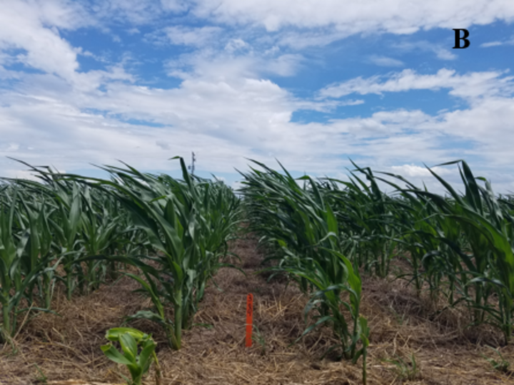 Corn height on June 18 after oats