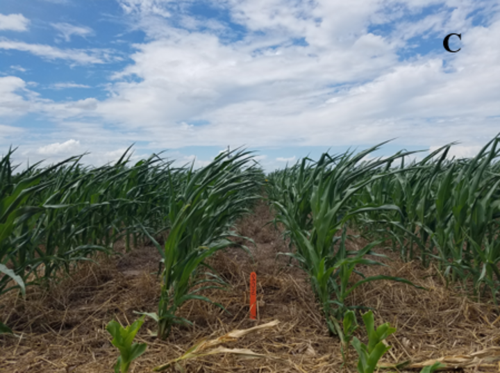 Corn height on June 18 following rye cover crop