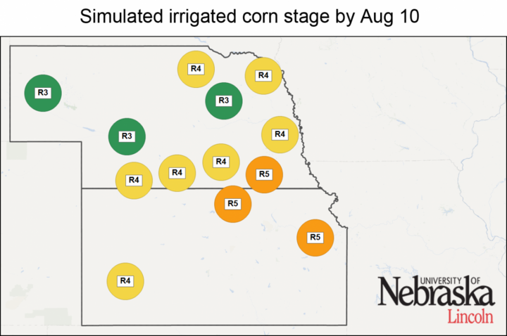 Simulated irrigated corn stages