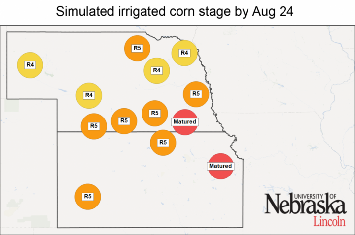 Simulated irrigated corn stages by Aug. 24