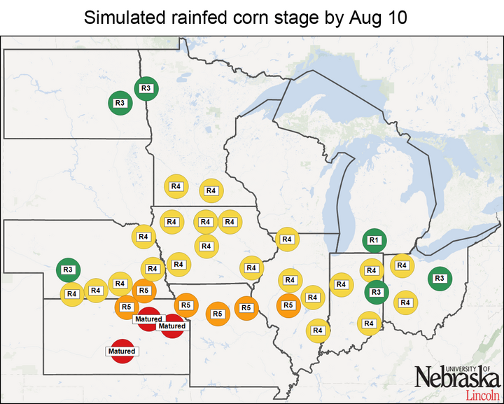 Simulated rainfed corn stages