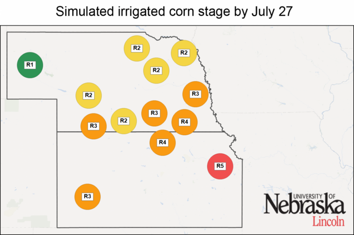 Simulated irrigated corn stages