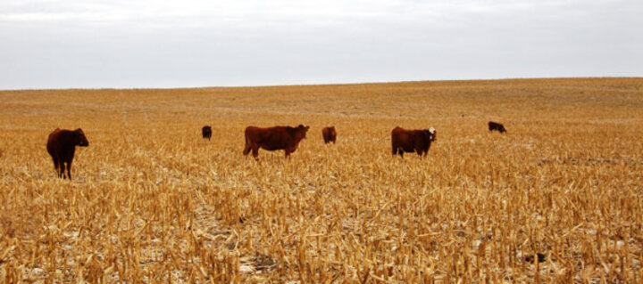 Grazing corn stalks