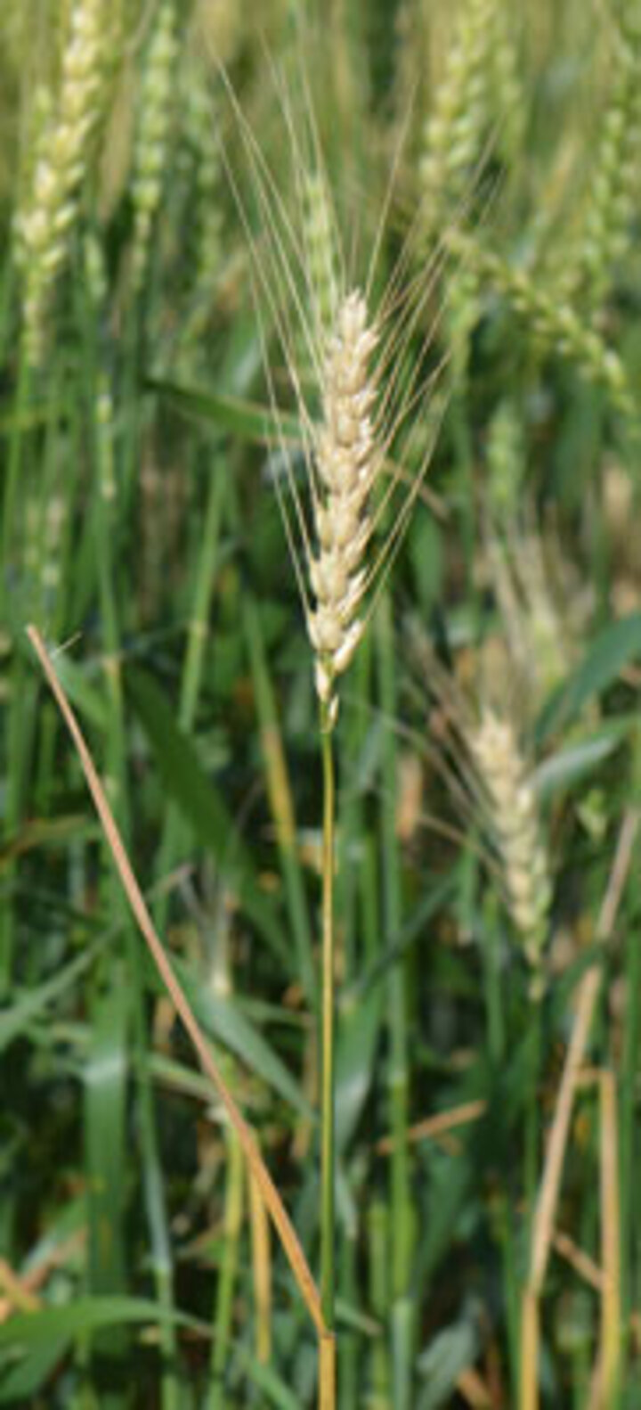 Cephalosoporium stripe