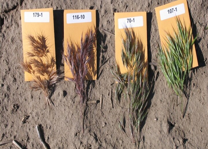 Cheatgrass (Bromus tectorum L)