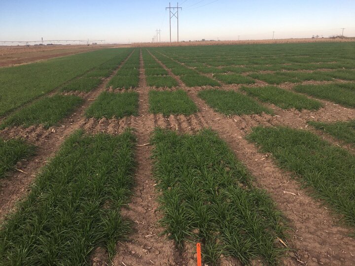 Wheat variety trial at Clay Center