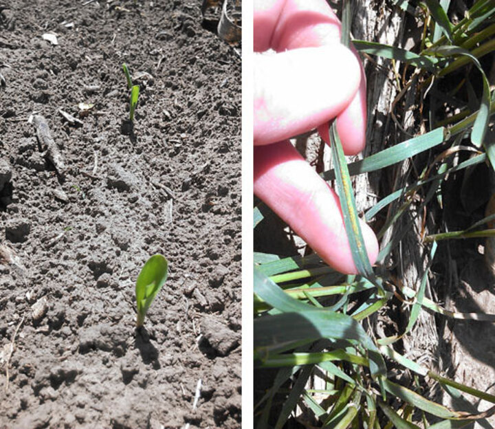 Photos of emerging corn, stripe rust in wheat