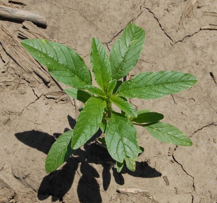 common waterhemp