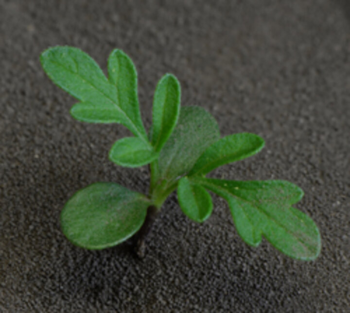 Common ragweed seedling