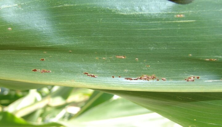 Corn common rust