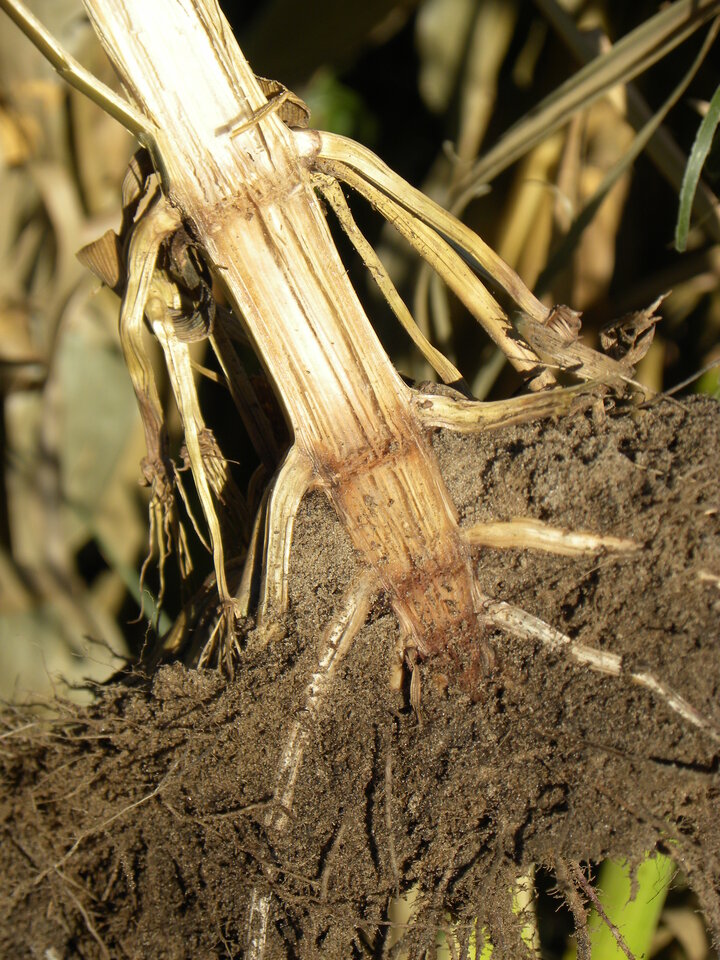 photo - cattle grazing field of corn stubble