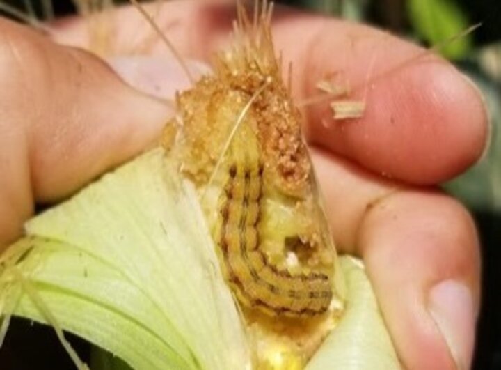 Corn earworm larva