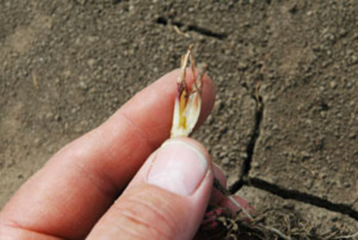 Corn growing point