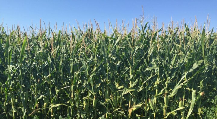 Late season field of corn