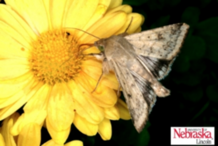 Corn Earworm