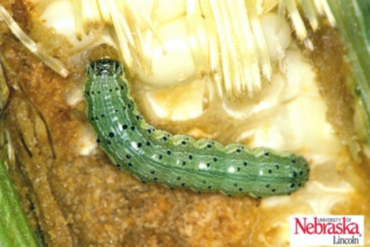 Corn earworm