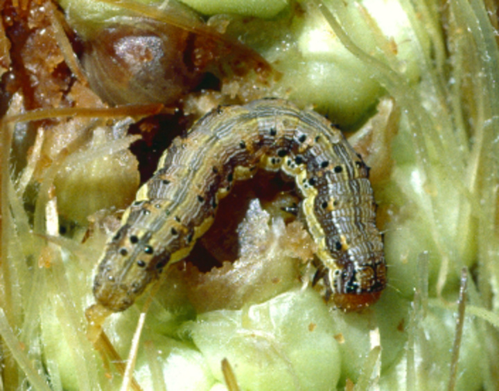 Corn earworm