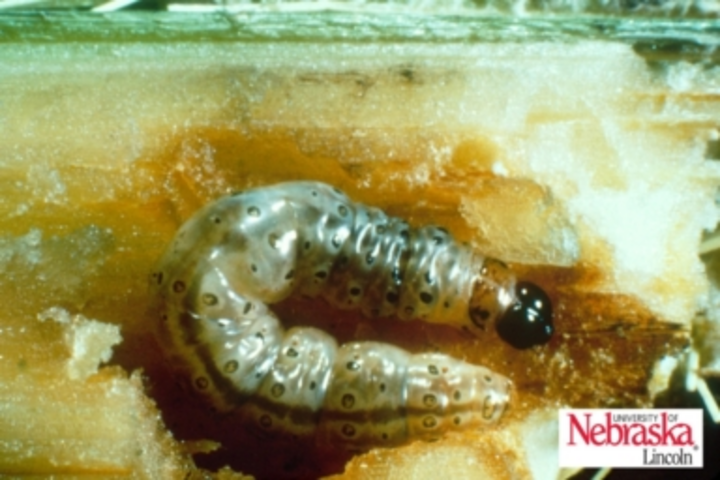 European corn borer