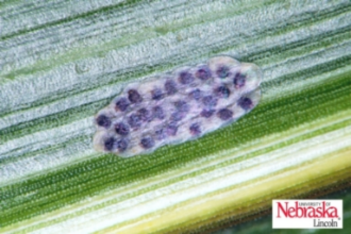 European corn borer eggs