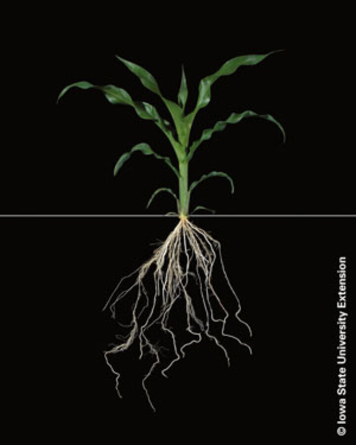 corn plant