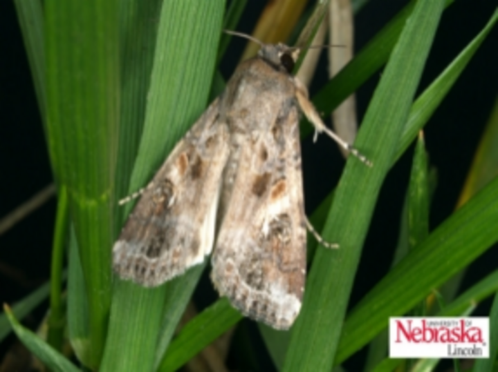 Fall armyworm