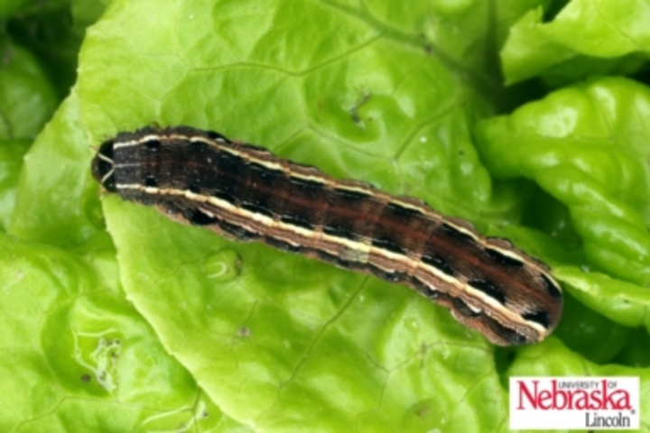 Fall armyworm